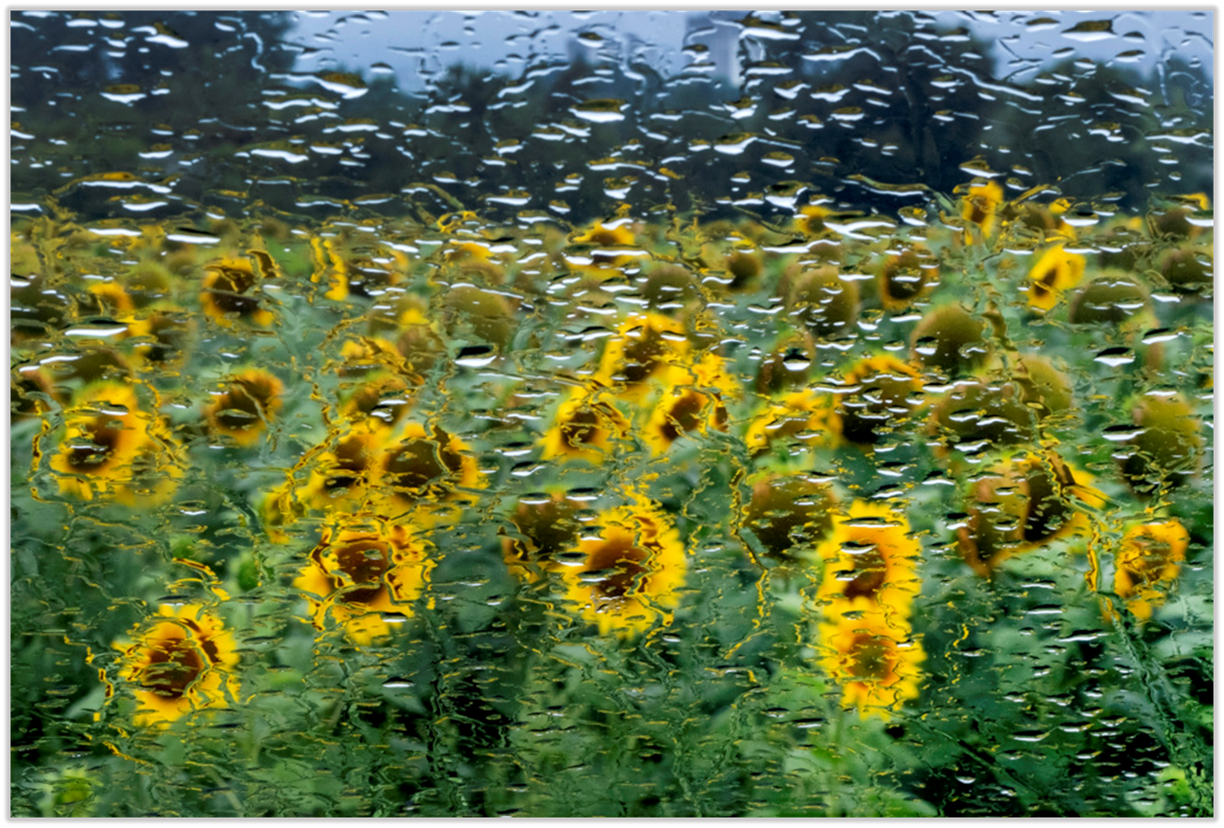 A field of sunflowers with raindrops

Description automatically generated